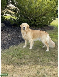Purebred Golden Retriever Listing Image
