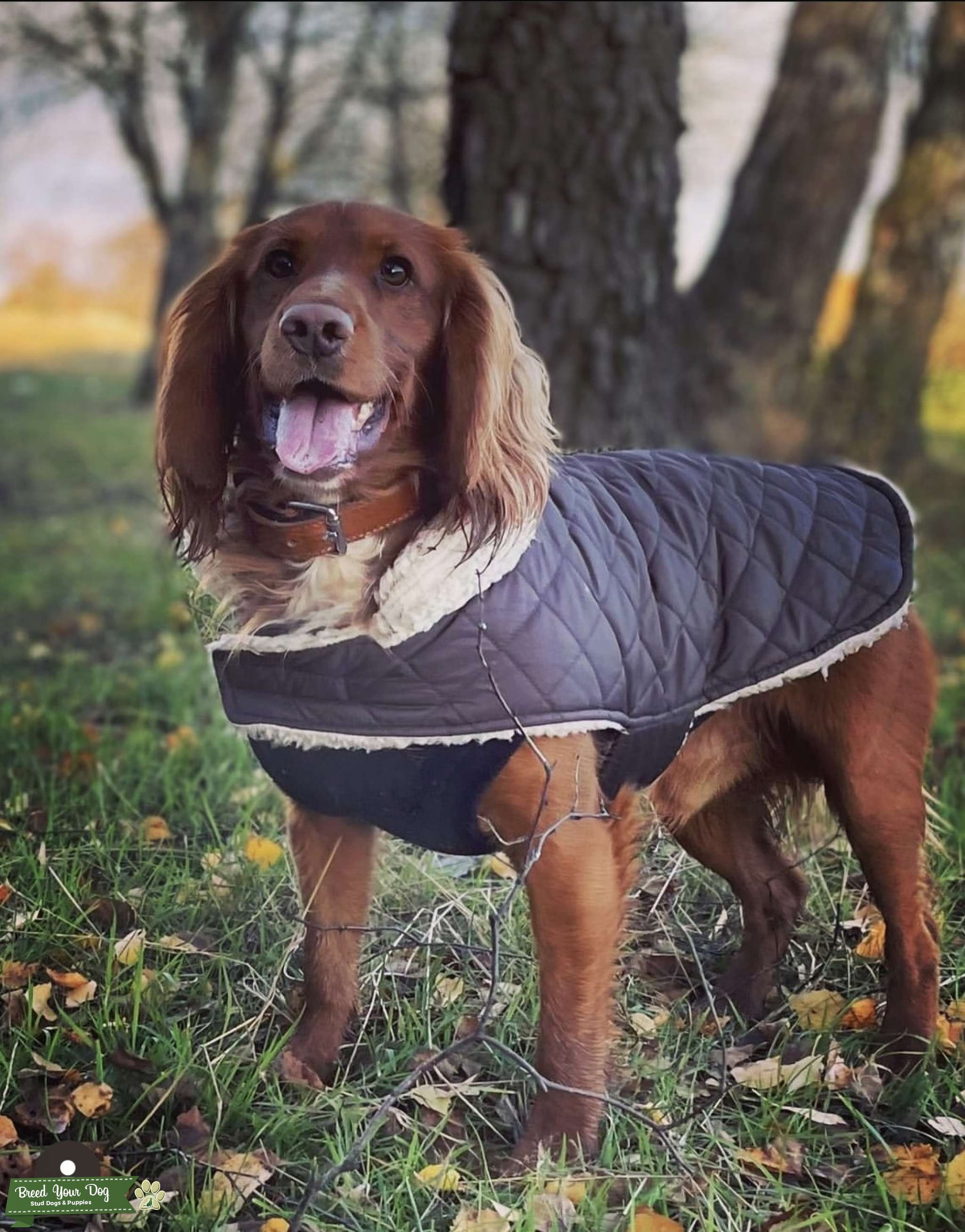 Red cocker spaniel Stud Dog in West Yorkshire , Puerto Rico Breed