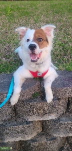 Brown and white Aussie Listing Image