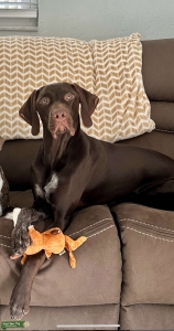 Liver GSP Listing Image