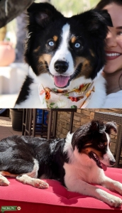 Mini Australian Shepherd Stud Listing Image