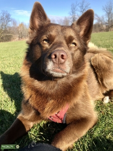 Stud Pomsky Ready to Breed Listing Image