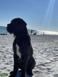 Cane corso premium cerified Stud  Listing Image