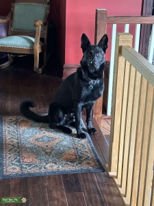 AKC All Black German Shepherd Stud  Listing Image