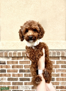 AKC 7.5 lb. Red Toy Poodle with White Markings Listing Image