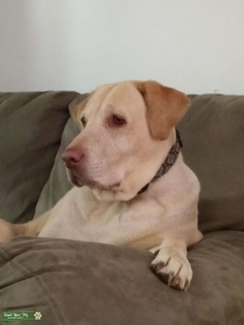 AKC Yellow Labrador female looking for AKC English stud Listing Image