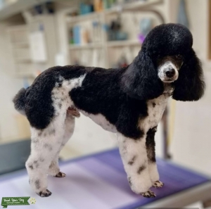 Phantom Parti (Tri) Miniature Poodle  Listing Image