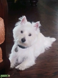 Epitomizes Breed Characterstics  Listing Image