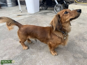 AKC Miniature Dachshund Stud Listing Image