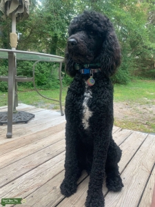 Standard Poodle Black w wht blaze Listing Image