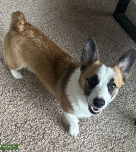 Pembroke Corgi Listing Image
