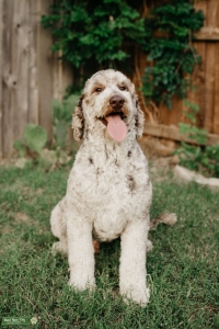 PROVEN, clear, beautiful goldendoodle stud! Listing Image