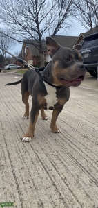 American Bully - Blue Tri Listing Image