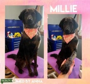 Beautiful Aussiedoodle Looking to Mate Listing Image