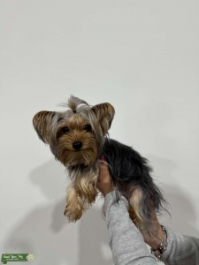 Yorkie stud Listing Image