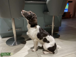 English Springer Spaniel  Listing Image