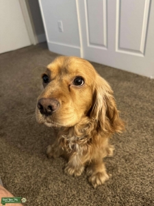 English Cocker Spaniel Listing Image