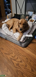 Golden Retriever Male Listing Image