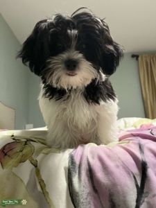 Female Shihpoo looking for a stud Listing Image