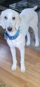 Male standard poodle available for stud service only  Listing Image
