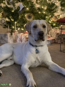 Yellow Lab Listing Image