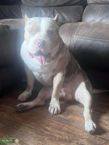 American Bully from Monster Bully Kennels Listing Image