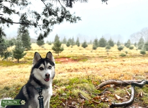 Pomsky stud muffin looking for his lady :) Listing Image