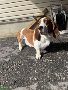 Red and White Basset Hound Stud Listing Image