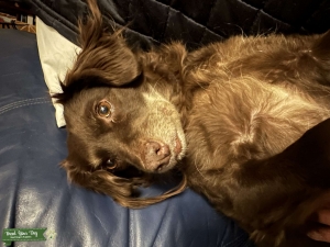 Boykin Spaniel/Mini Aussie Listing Image