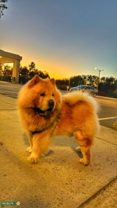 Creamy Chow Chow Listing Image