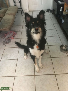 Husky Australian Shepard Listing Image