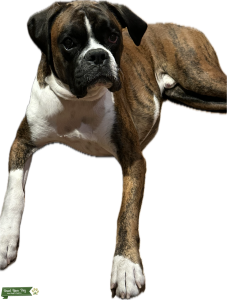 Beautiful Brindle Boxer Listing Image