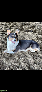 Ziggy- Bluie Corgi Listing Image