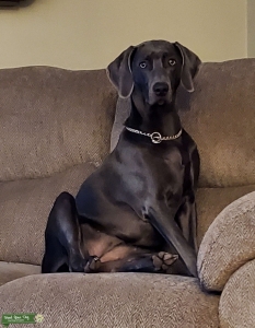 Weimaraner Listing Image