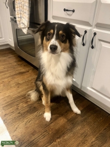 Black-Tri Australian Shepherd Listing Image