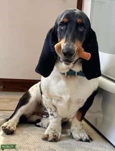 Basset Hoond Listing Image