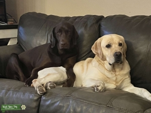 English labrador Listing Image