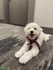1 year old Maltipoo Stud Listing Image
