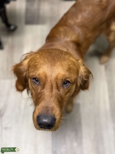 Red Golden Retriever Listing Image