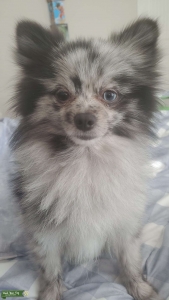 Blue merle pomeranian male Listing Image
