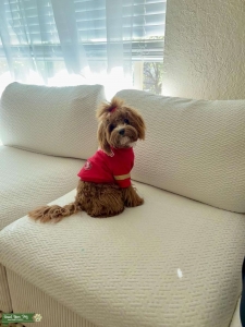 Bonnie is looking for a Stud to make her a mommy Listing Image