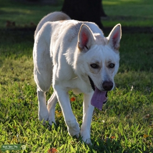 Cream German Shepherd Siberian Husky mix Listing Image