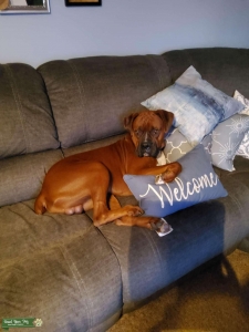 Red Fawn Boxer Listing Image