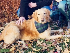 Sweet Registered Golden Girl Listing Image