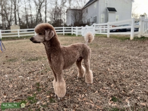 Red Standard Poodle Stud Listing Image