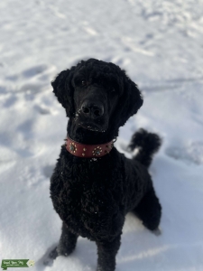 Akc registered Solid black standard poodle male. Carries red gene.  Listing Image