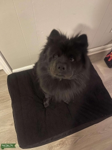 Male Chow Chow Listing Image