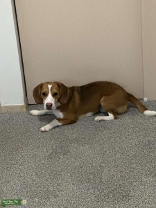 Beagle Stud AKC Listing Image