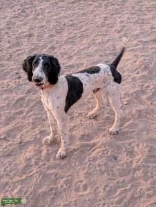 Purebred Standard Poodle Listing Image