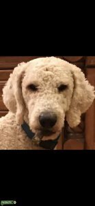 AKC Apricot Stanard Poodle Stud Listing Image